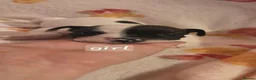 Mixed Breed dogs for sale: Last few reduced 💝puppies 🐶  - Advert 15