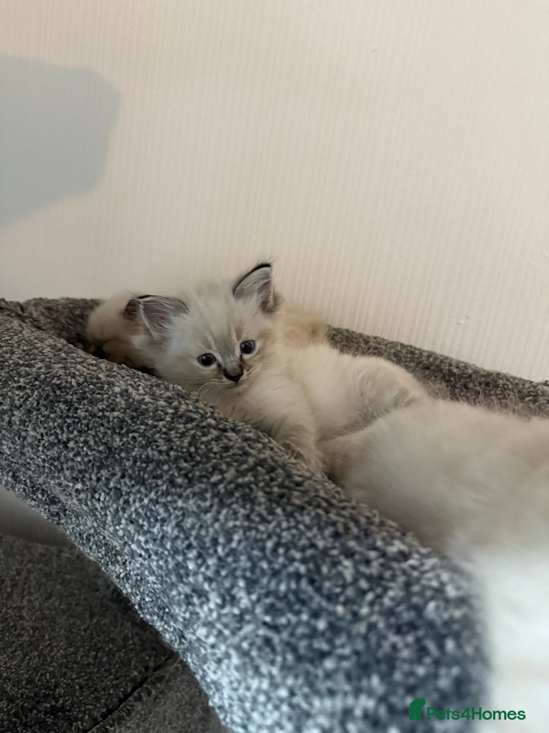 Ragdoll cats for sale: 7 beautiful seal/lynx point ragdoll kittens - Image 8