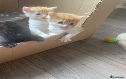 Bengal cats for sale: Kittens for sale  - Image 2