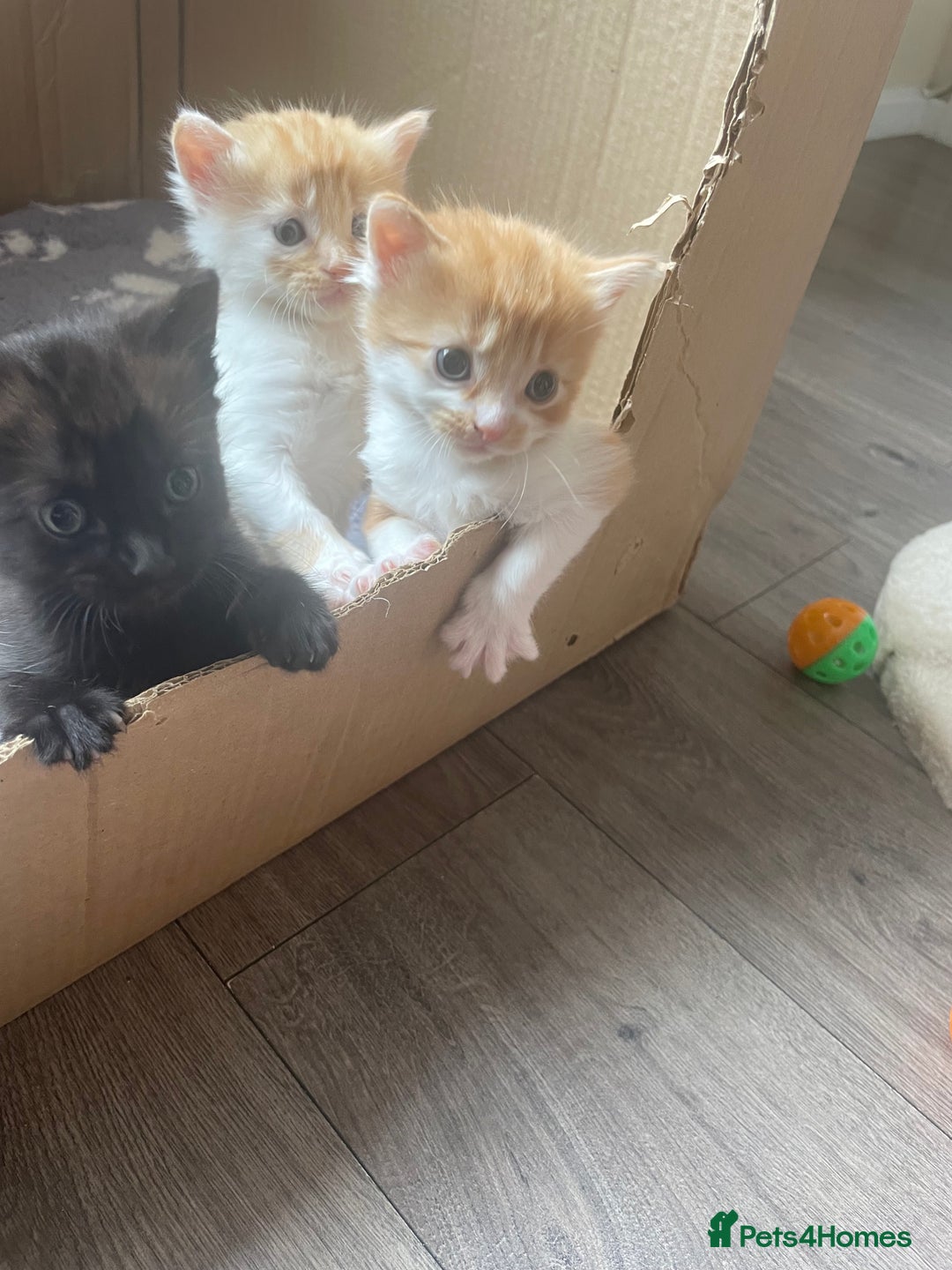 Bengal cats for sale: Kittens for sale  - Image 2
