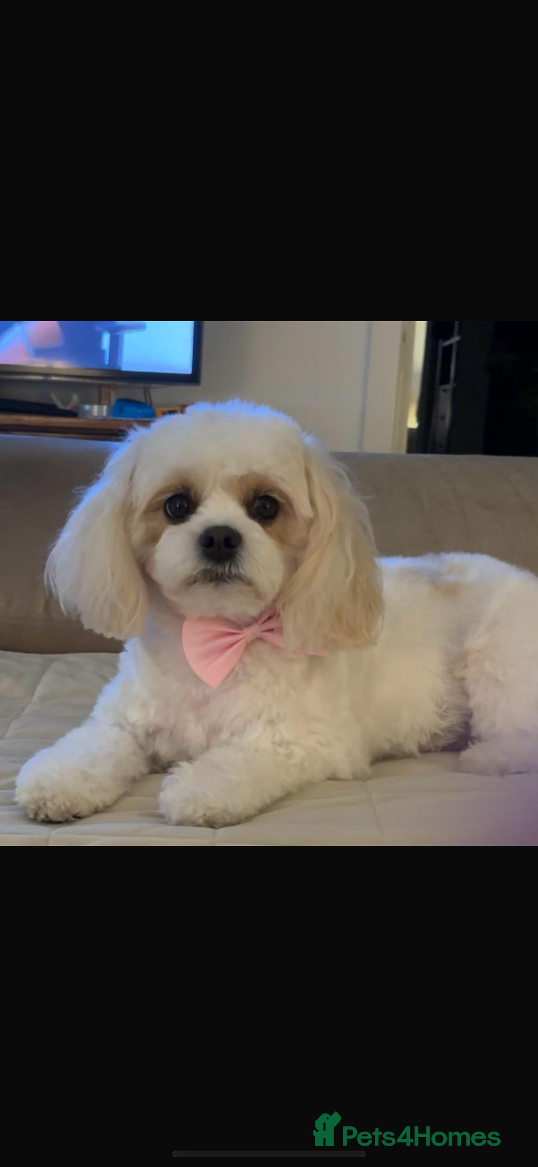 Cavapoochon dogs for sale: Cavapoochons for sale   - Advert 1