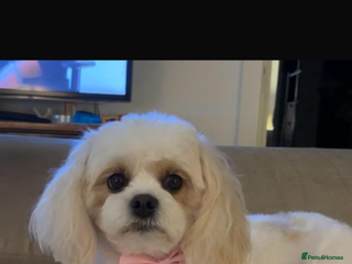 Cavapoochon dogs Cavapoochons for sale - Advert 2