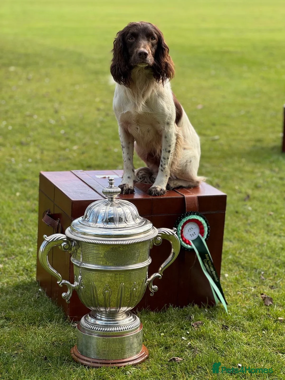 English Springer Spaniel dogs for stud: CHAMPIONSHIP WINNER 2025,ROSEBAY BLUE,HEALTHTESTED in Bristol - Advert 14