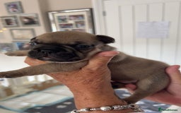 French Bulldog dogs for sale: French Bulldog puppies - Image 30
