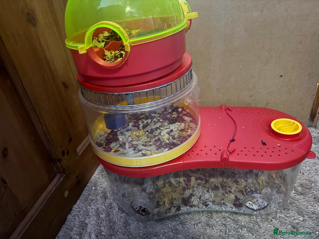 Sugar Glider rodents for sale: 3 female sugar gliders and set up - Advert 33