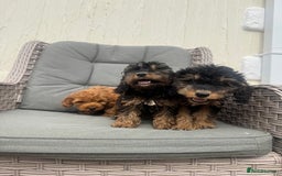 Cockapoo dogs for sale: F1 pra clear Cockapoos (council licensed breeder) - Image 8