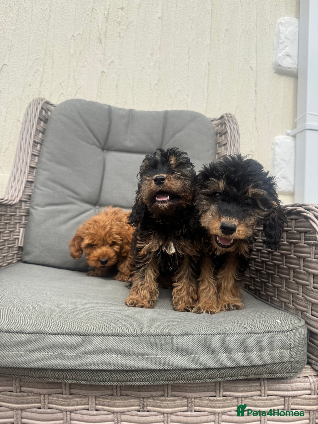 Cockapoo dogs for sale: F1 pra clear Cockapoos (council licensed breeder) - Image 8
