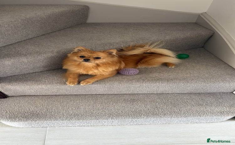 Pomchi dogs Blonde Pomchi Female - 1 Year Old - Advert 5