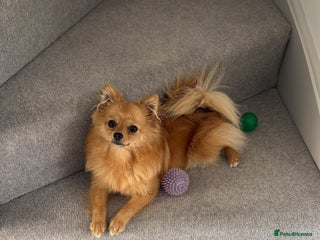 Pomchi dogs Blonde Pomchi Female - 1 Year Old - Advert 1