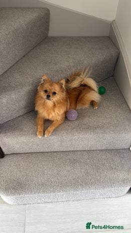 Pomchi dogs Blonde Pomchi Female - 1 Year Old - Advert 1