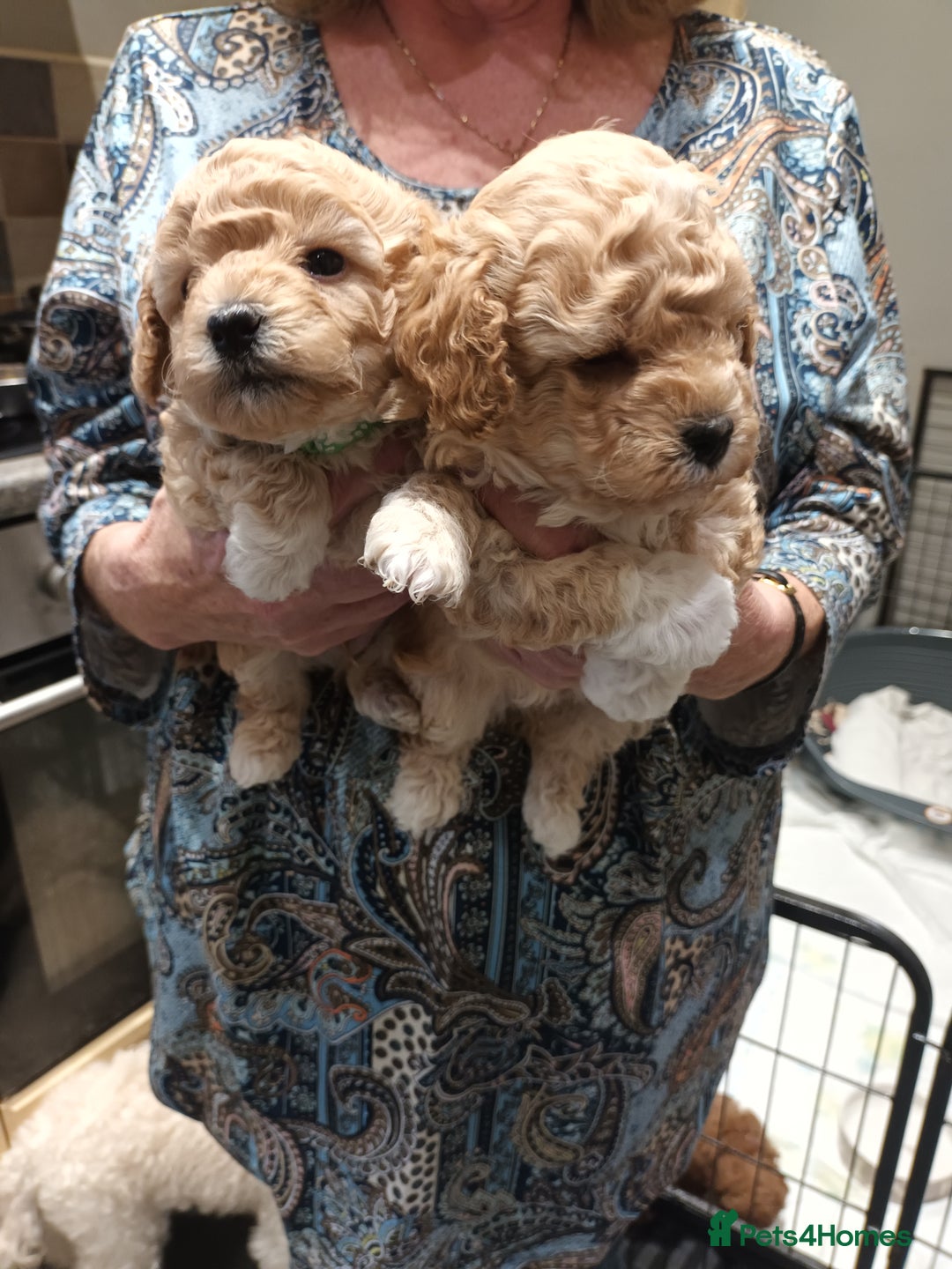Poochon dogs for sale: Poochon puppies  - Image 2