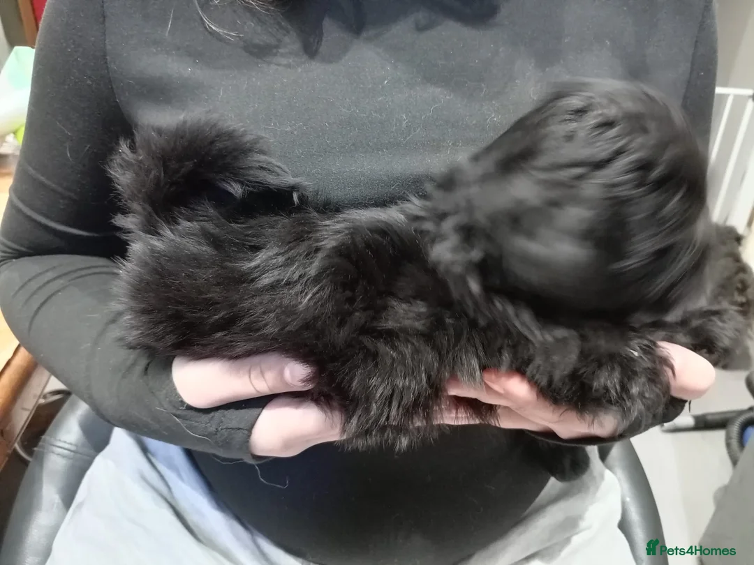 Yochon dogs for sale: Yochon puppies in Chatham - Advert 11