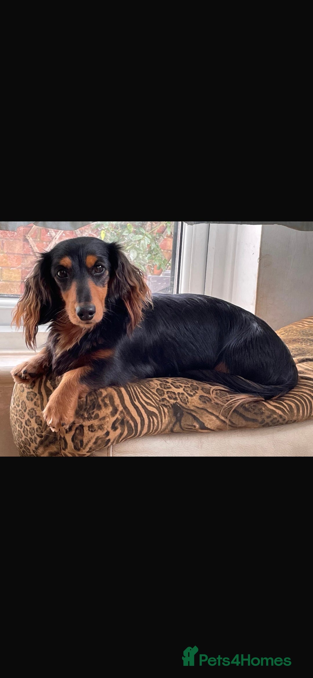 Miniature Dachshund dogs for sale: Black and Tan long haired miniature dachshund  - Image 2