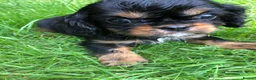 Cavalier King Charles Spaniel dogs for sale: Cavalier King Charles puppies  - Advert 27
