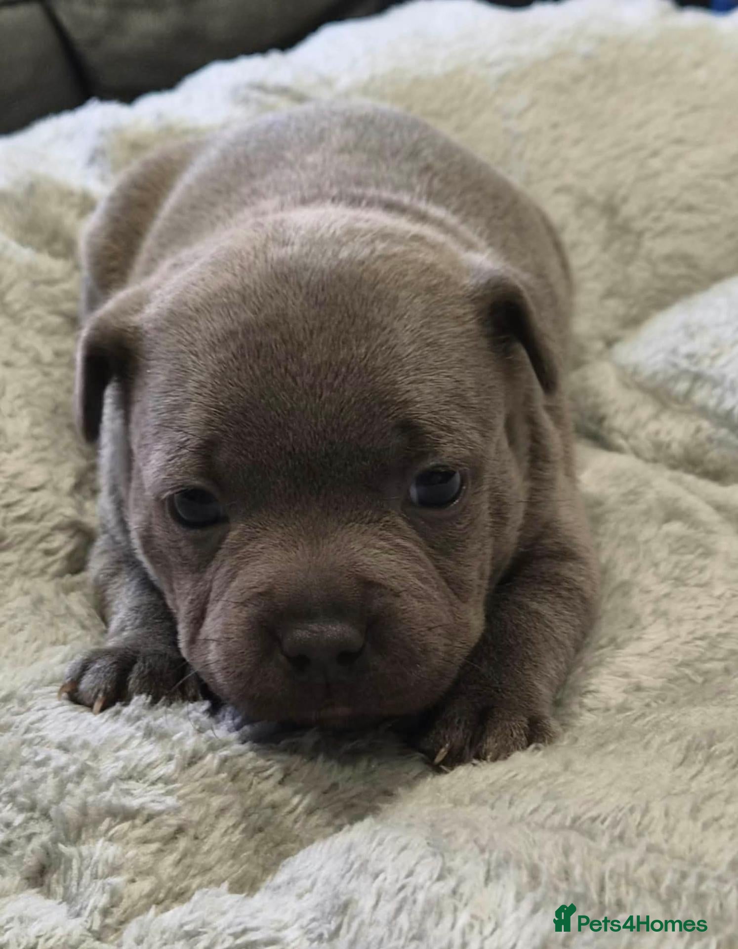 Staffordshire Bull Terrier dogs Kc Reg Chunky Girl - Advert 1