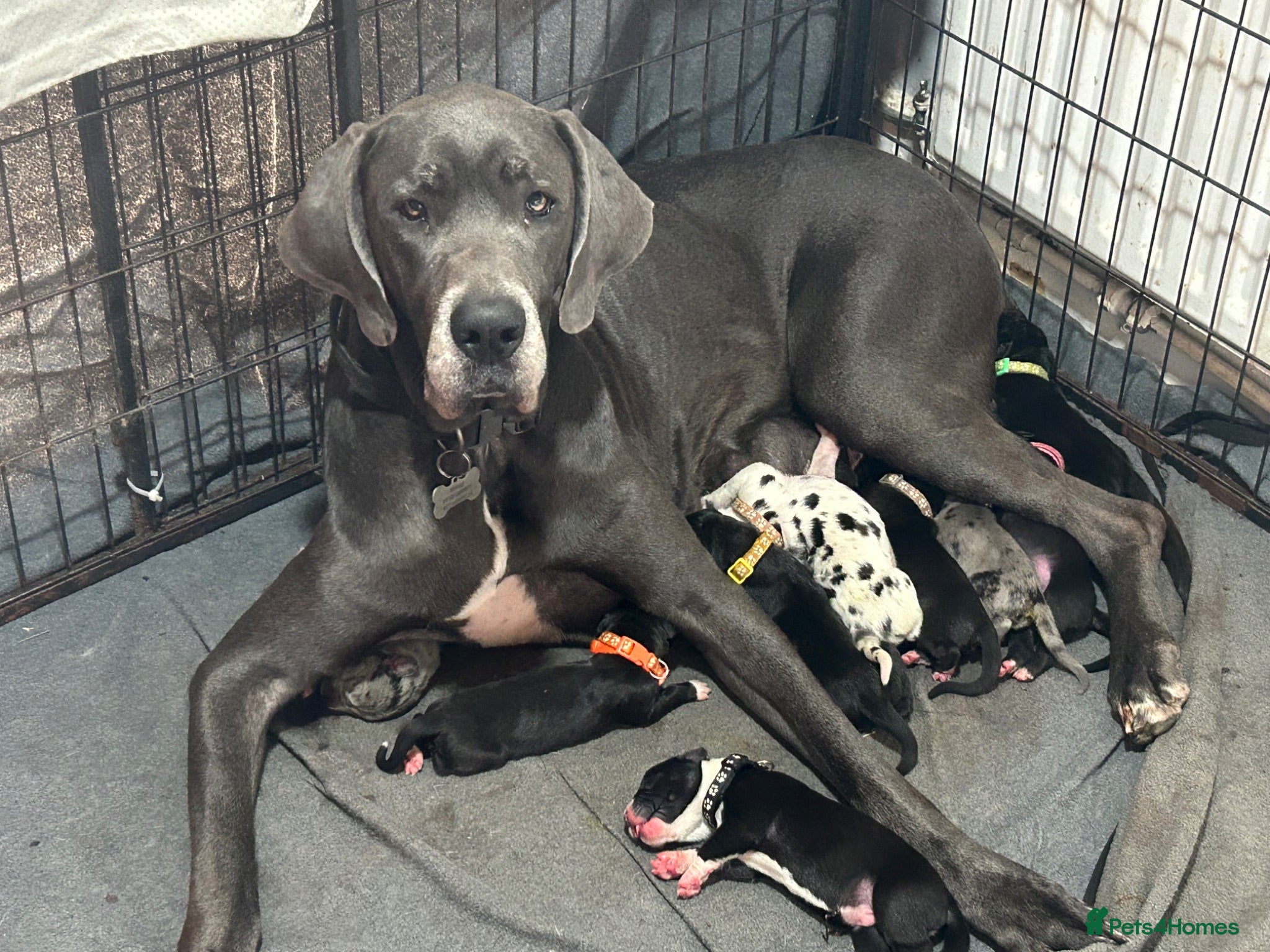 Great Dane dogs Great Dane Puppies. Merle/Mantle/Blacks - Advert 3