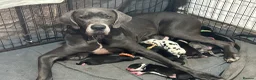 Great Dane dogs for sale: Great Dane Puppies. Merle/Mantle/Blacks - Advert 1