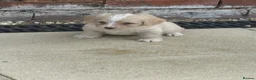 Jackapoo dogs for sale: Beautiful litter of f1 jackapoo puppies  - Advert 34