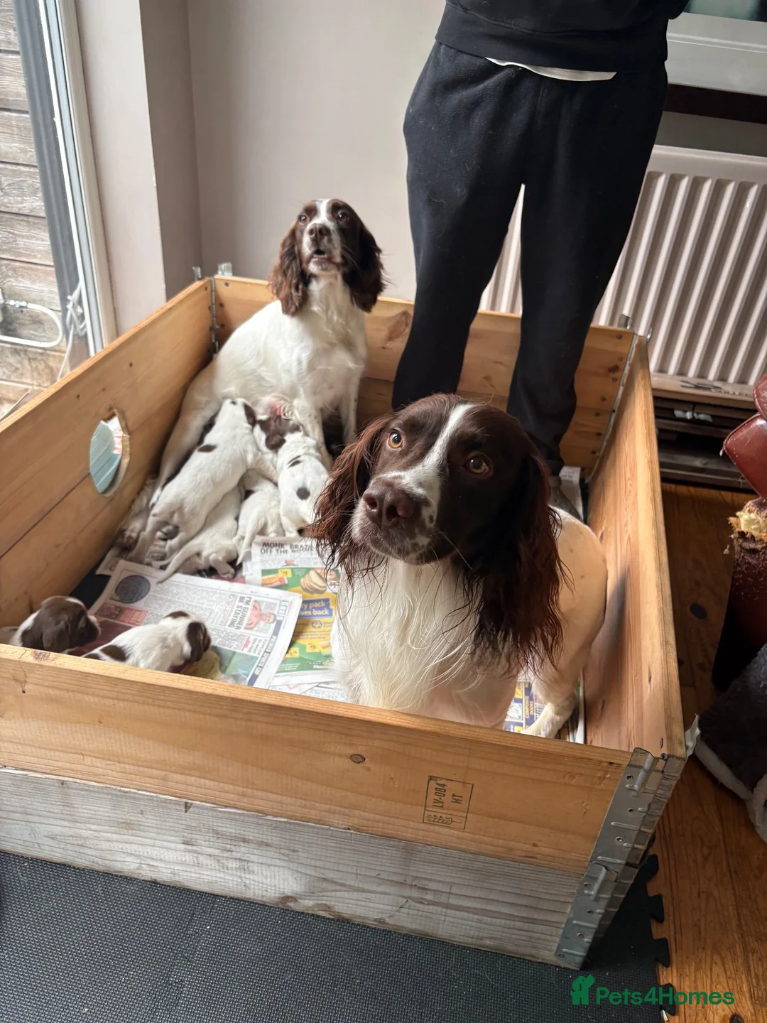 English Springer Spaniel dogs for sale: Gorgeous Springer Spaniel Pups - Advert 2
