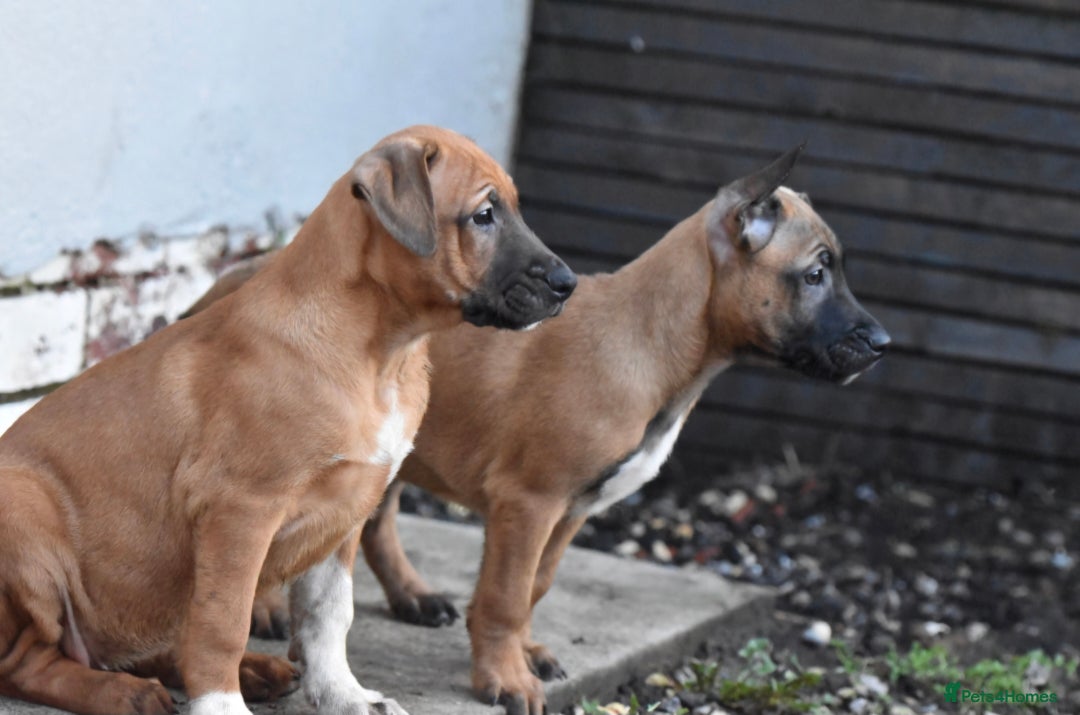 Mixed Breed dogs for sale: Bullherders top working lines  - Advert 13