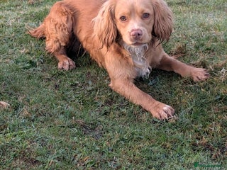 Cocker Spaniel dogs Beautiful lemon working cocker for stud - Advert 3