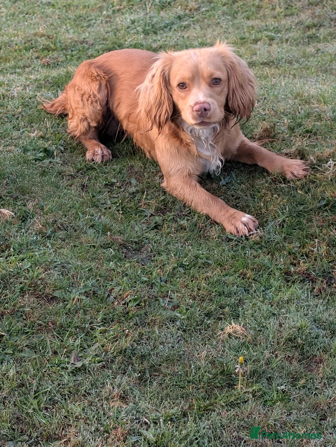 Cocker Spaniel dogs for stud: Beautiful lemon working cocker for stud - Advert 1
