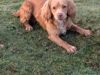 Cocker Spaniel dogs Beautiful lemon working cocker for stud - Advert 12