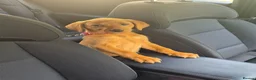Labrador Retriever dogs for sale: Beautiful Lab Puppy - Advert 1
