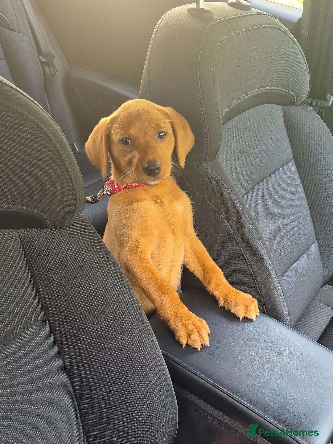 Labrador Retriever dogs for sale: Beautiful Lab Puppy - Advert 1