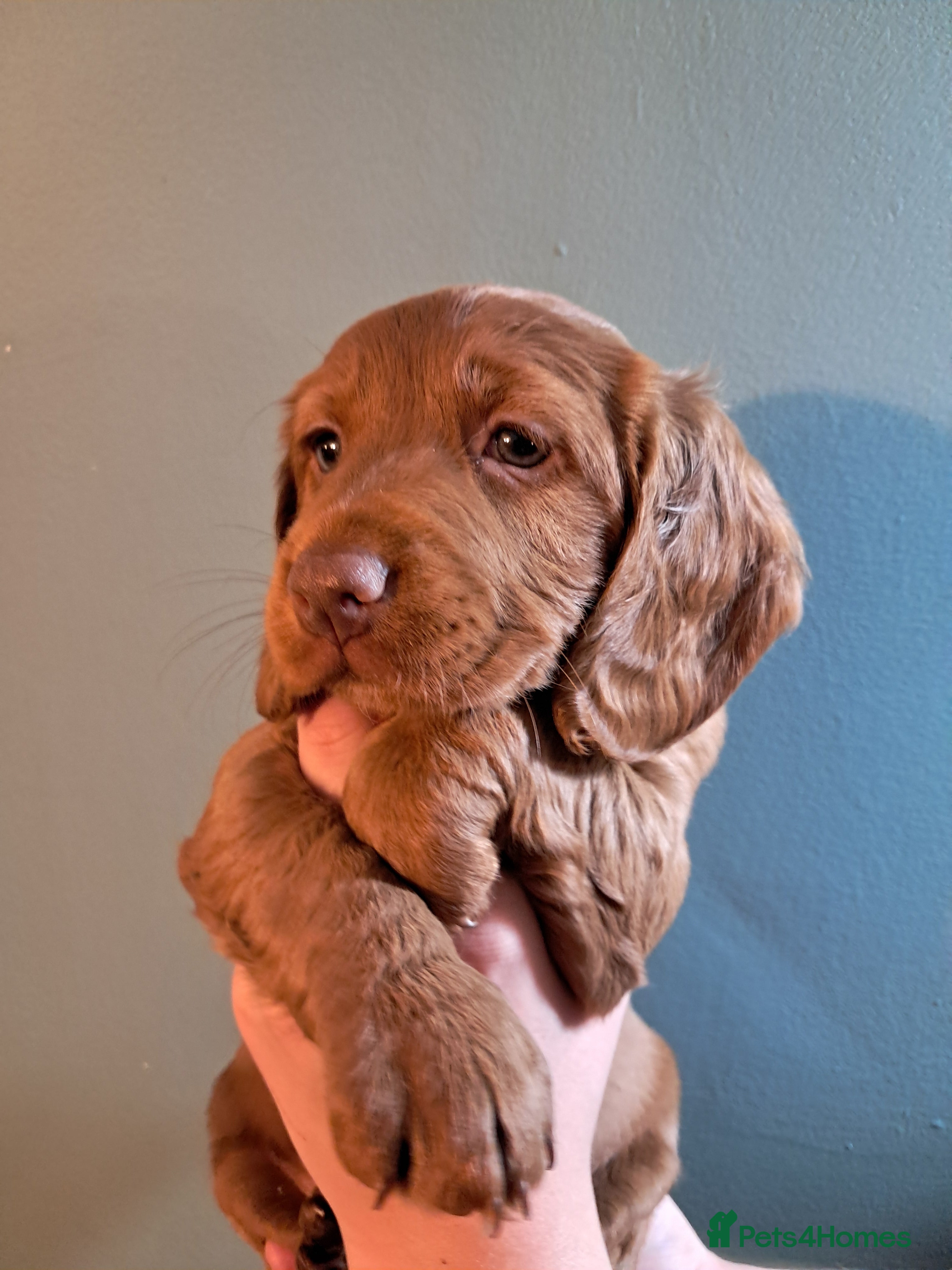 Cockapoo dogs F1B Red and fox red cockapoo litter - Advert 11