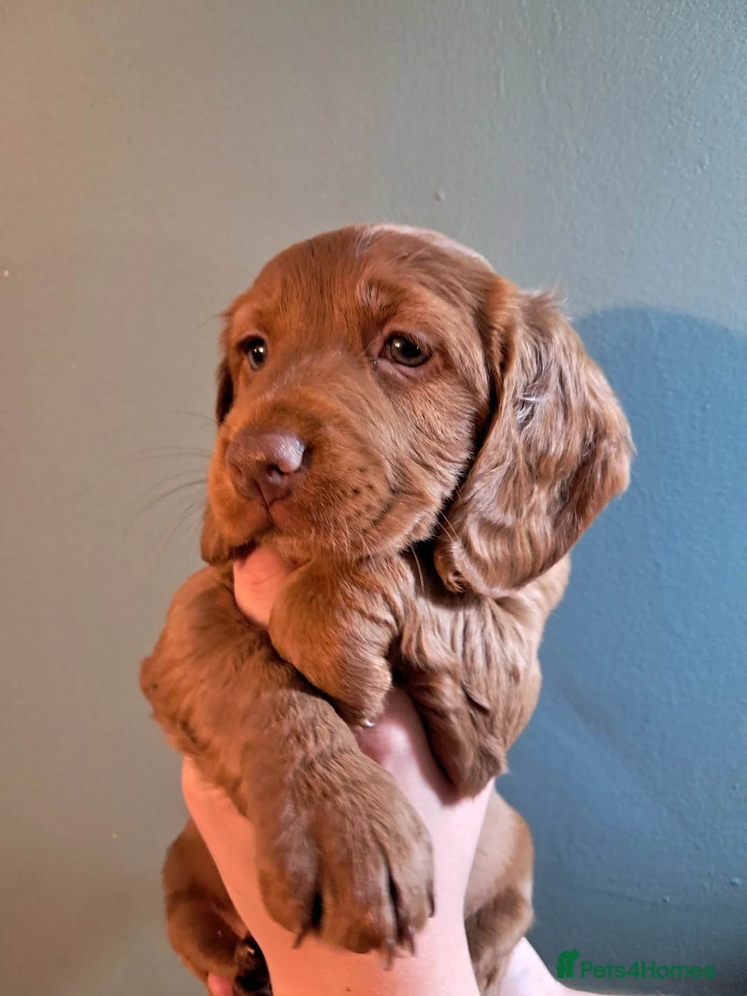 Cockapoo dogs for sale: *Last girl* READY NOW F1B fox red cockapoos - Advert 2