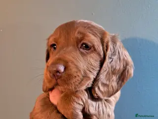 Cockapoo dogs F1B Red and fox red cockapoo litter - Advert 11