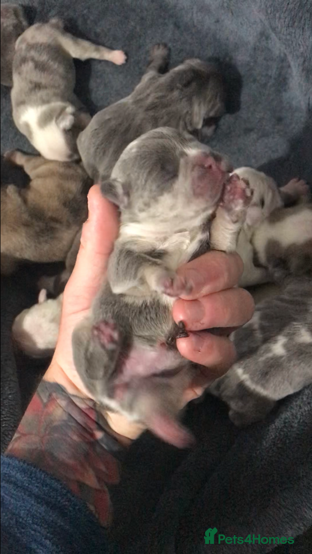 French Bulldog dogs for sale: French bulldog kc registered  - Image 6