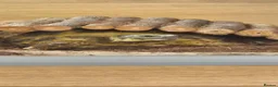 Tortoise reptiles for sale: Horsfield Tortoise & Set Up in London - Advert 2