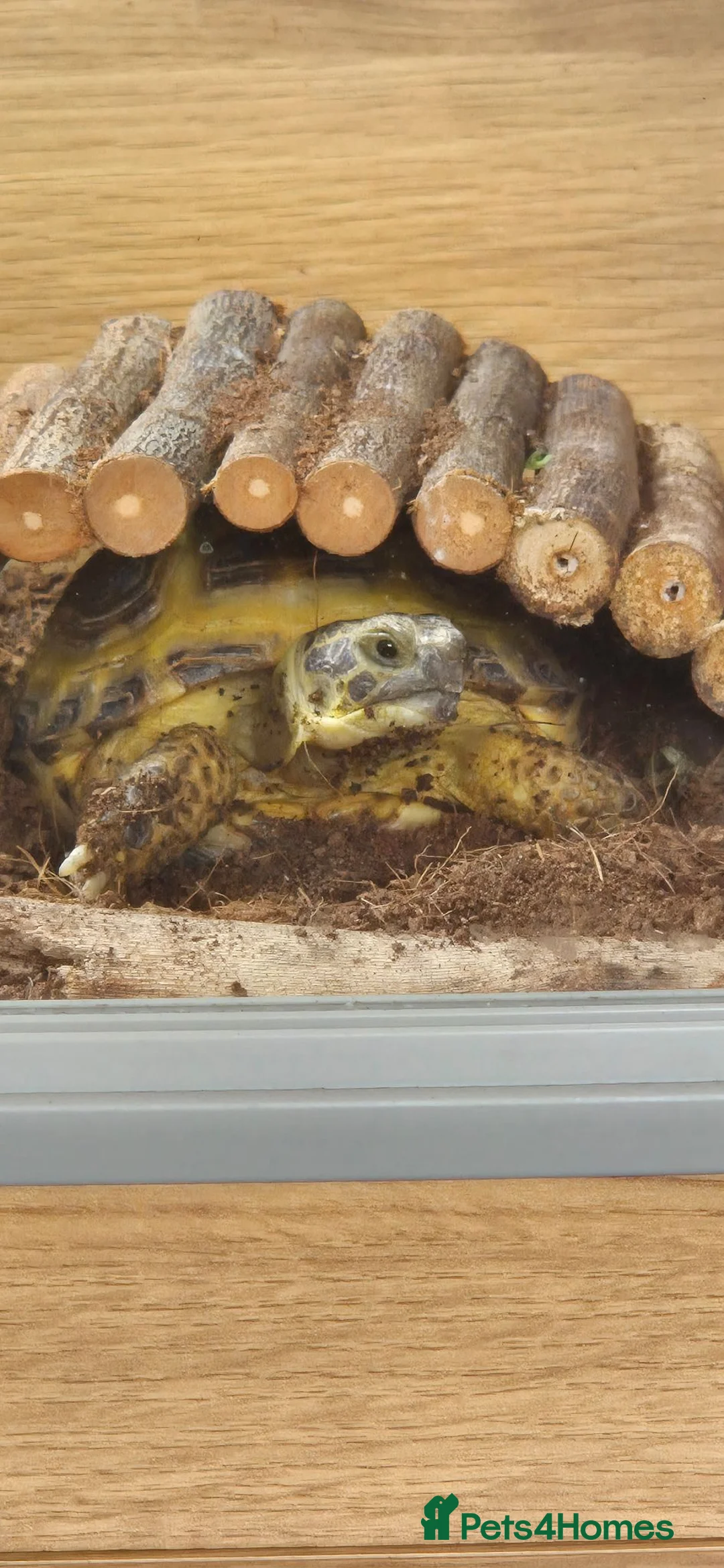 Tortoise reptiles for sale: Horsfield Tortoise & Set Up in London - Advert 2