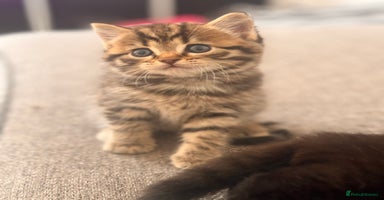 Norwegian Forest Cat cats - Advert 2