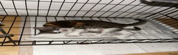 Domestic Shorthair cats for sale: 4 gorgeous male kittens 8weeks - Advert 26