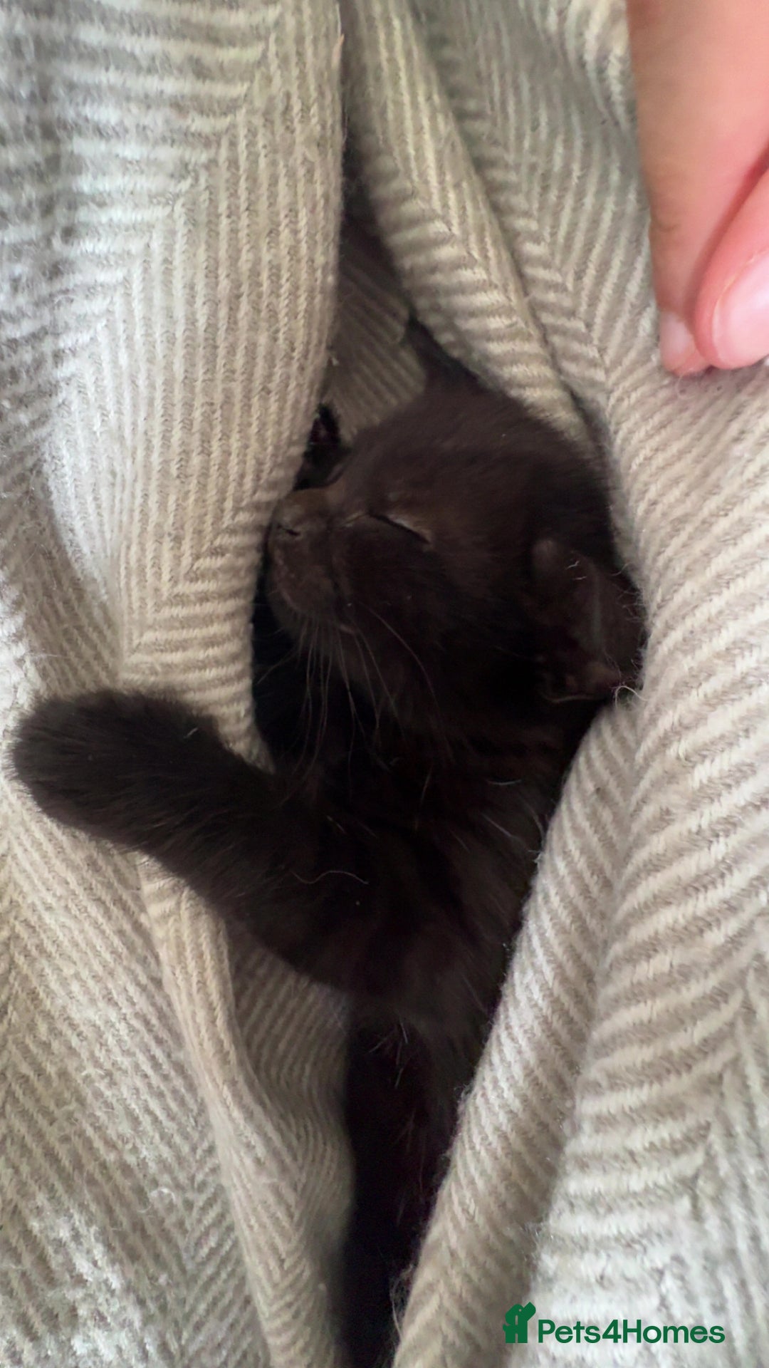 British Shorthair cats for sale: Beautiful kittens to good homes  - Image 2