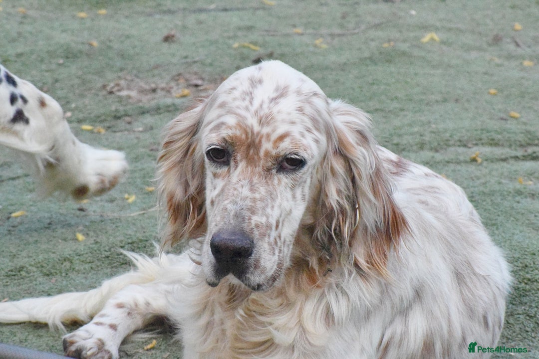 English Setter dogs for adoption: Dina  - Image 9