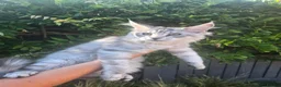Maine Coon cats for sale: Pedigree Maine Coon Kittens  - Advert 18