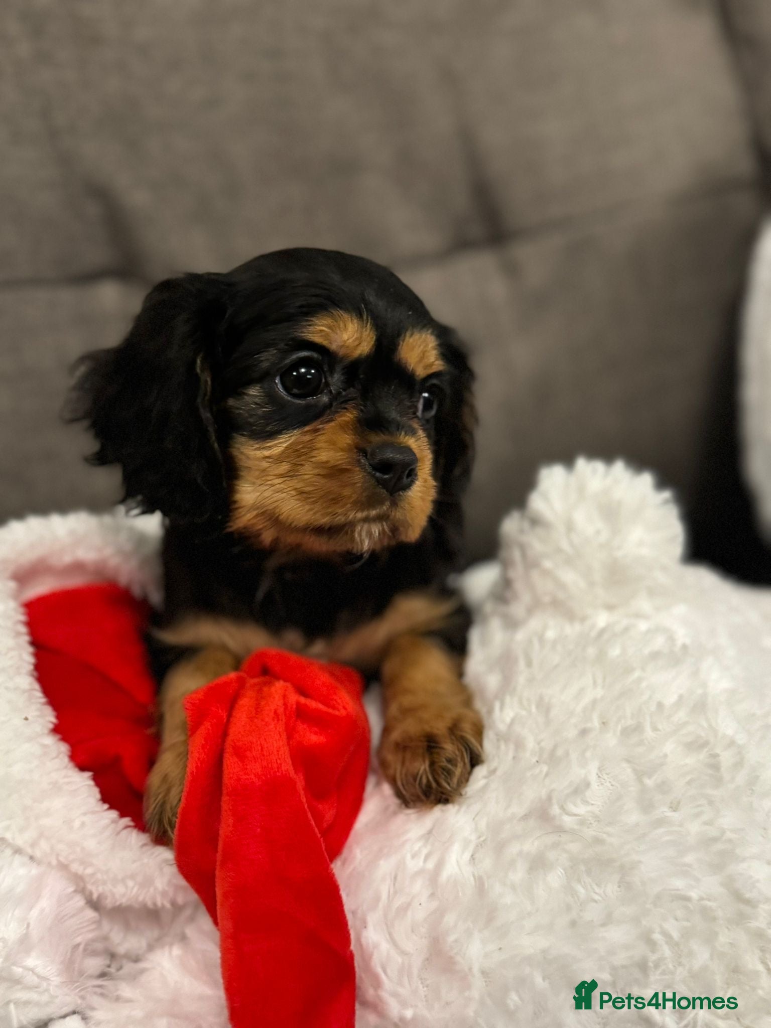 Cavalier King Charles Spaniel dogs Cavalier King Charles Spaniel Girl KC Reg  - Advert 18