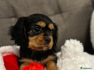 Cavalier King Charles Spaniel dogs Cavalier King Charles Spaniel Girl KC Reg - Advert 18