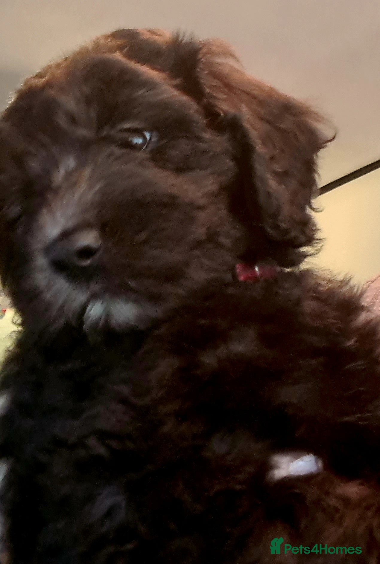 Labradoodle dogs ✨Mini Labradoodles 💖Stunning Silver Frosting💖 - Advert 2