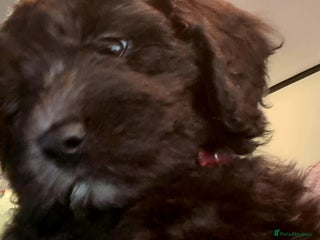 Labradoodle dogs ✨Mini Labradoodles 💖Stunning Silver Frosting💖 - Advert 2