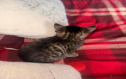 Mixed Breed cats for sale: Maine Coon cross tabby - Image 9