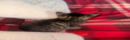 Mixed Breed cats for sale: Maine Coon cross tabby - Advert 9