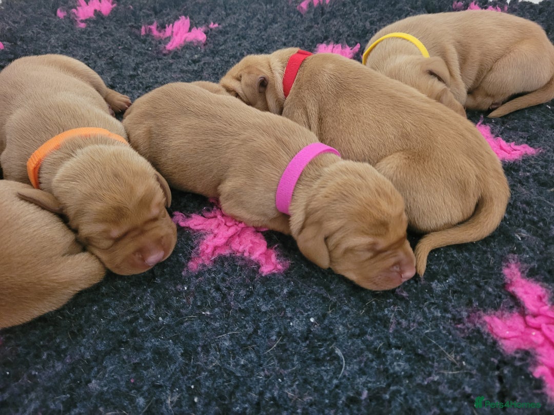 Hungarian Vizsla dogs for sale: Exceptional Hungarian Vizsla Puppies for Sale - Image 6