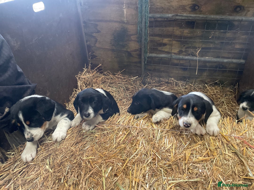 Border Collie dogs for sale: Border collie puppies  - Advert 12