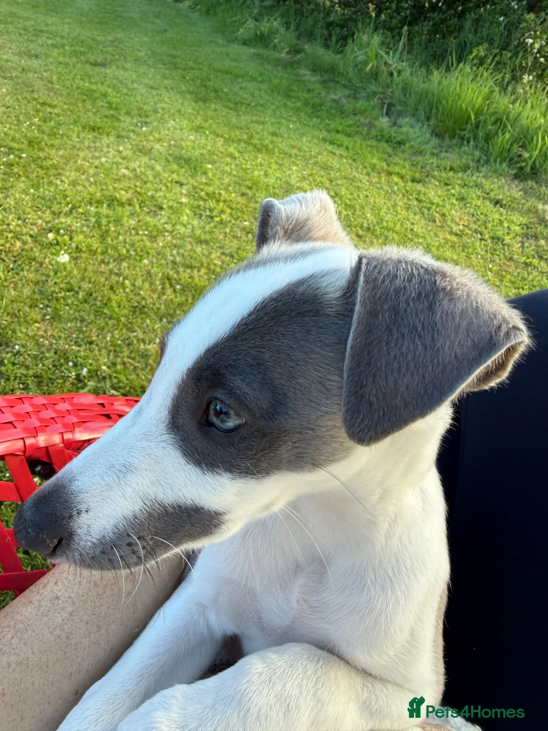 Whippet dogs for sale: *One boy left* Beautiful Fawn and Blue Whippets - Advert 2