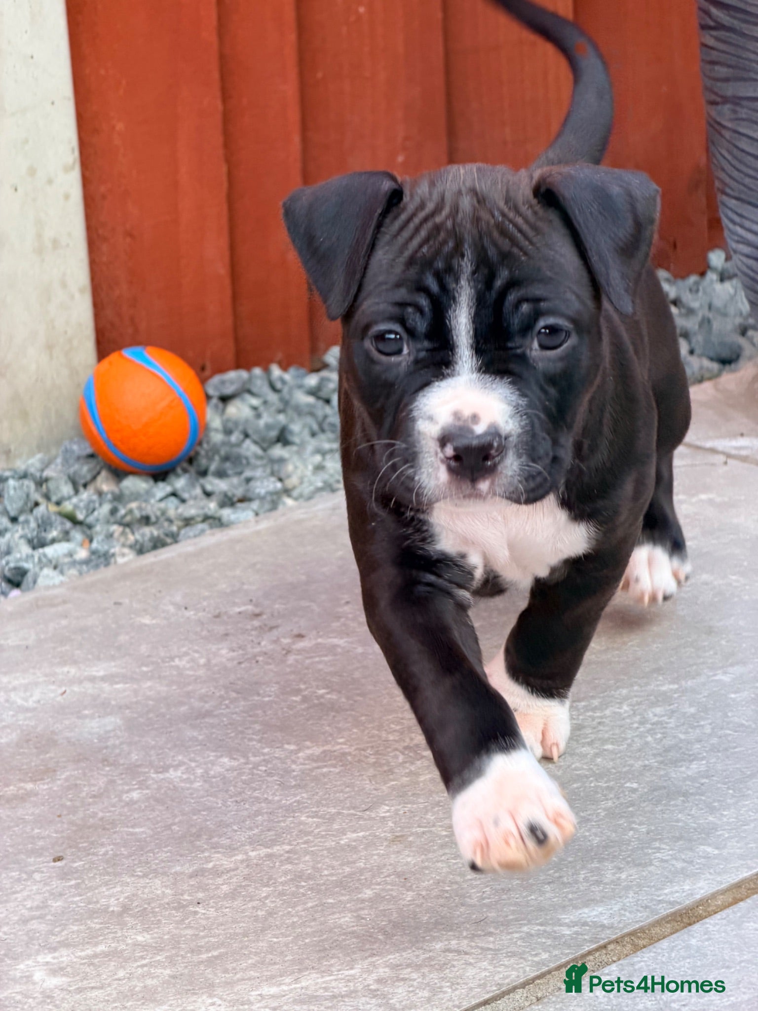 Staffordshire Bull Terrier dogs Only ONE female left ! Staffordshire Bull Terrier - Advert 2